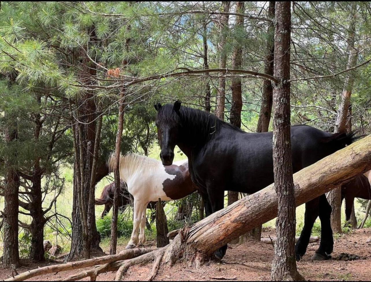Emerald Woods Pigeon Forge Esterno foto